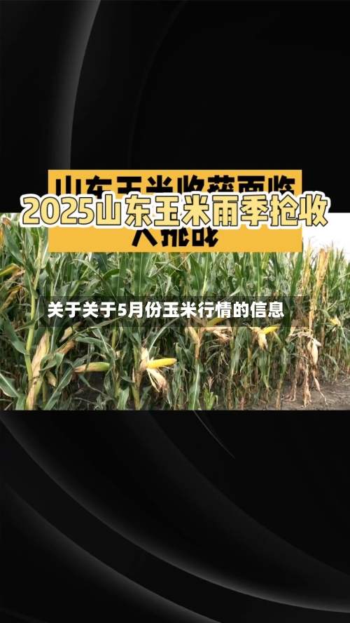 关于关于5月份玉米行情的信息-第2张图片