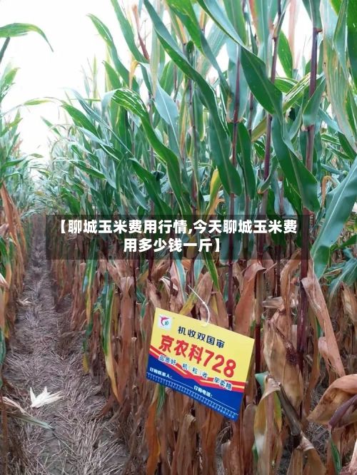 【聊城玉米费用行情,今天聊城玉米费用多少钱一斤】-第2张图片