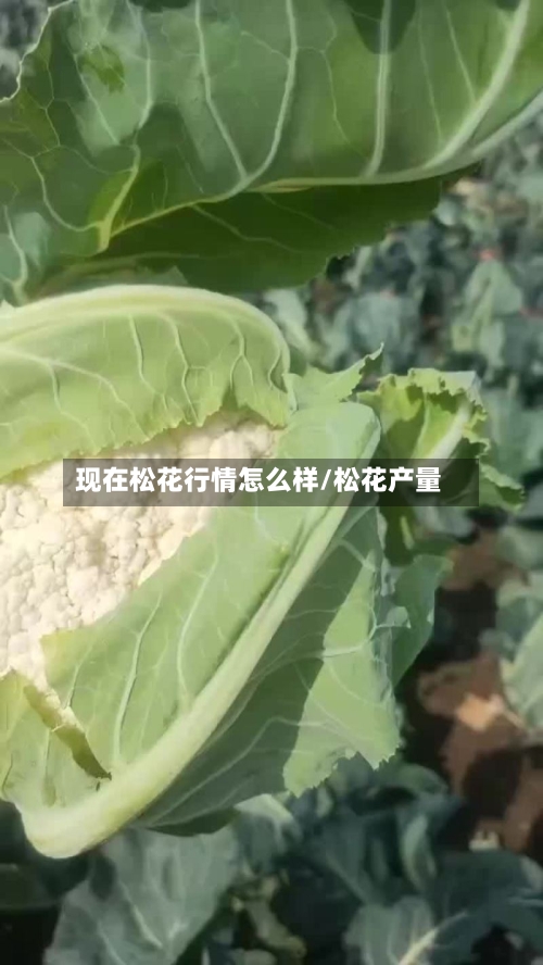 现在松花行情怎么样/松花产量-第2张图片
