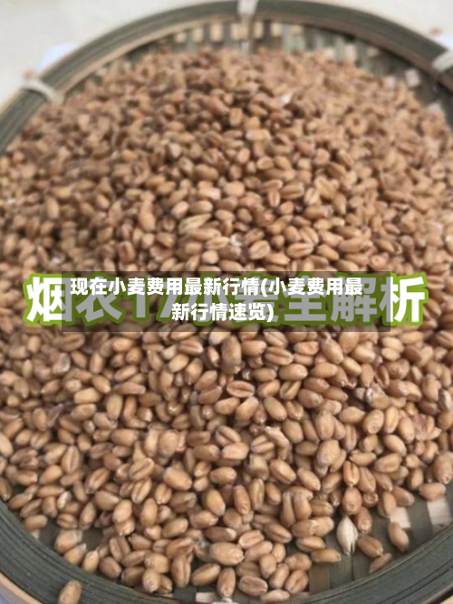 现在小麦费用最新行情(小麦费用最新行情速览)-第3张图片