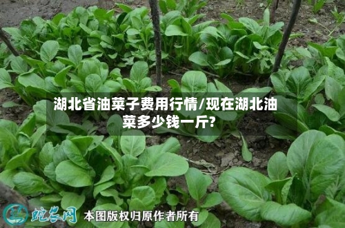 湖北省油菜子费用行情/现在湖北油菜多少钱一斤?