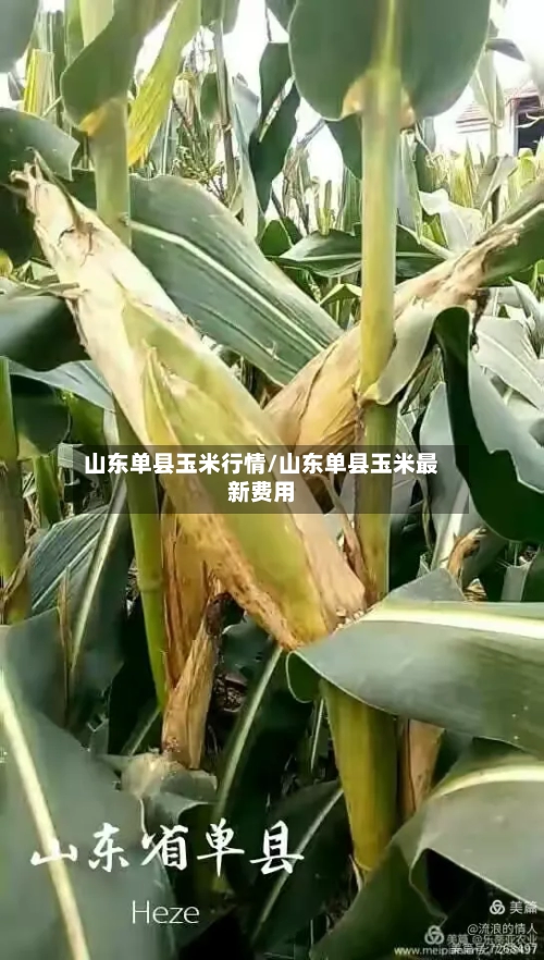 山东单县玉米行情/山东单县玉米最新费用-第2张图片