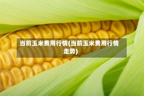 当前玉米费用行情(当前玉米费用行情走势)-第2张图片