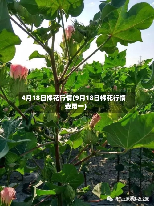 4月18日棉花行情(9月18日棉花行情费用一)-第2张图片