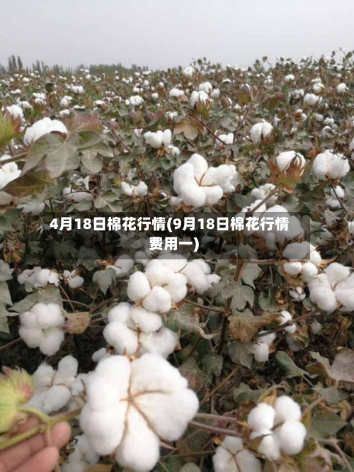 4月18日棉花行情(9月18日棉花行情费用一)-第3张图片
