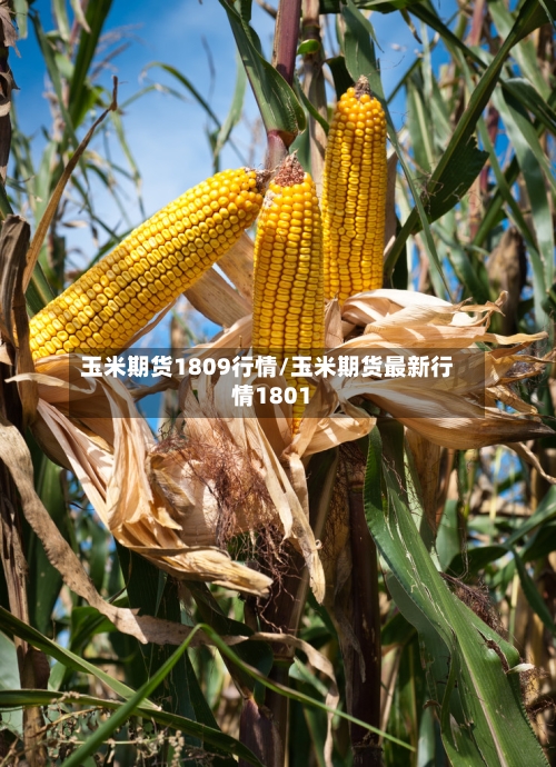 玉米期货1809行情/玉米期货最新行情1801-第2张图片