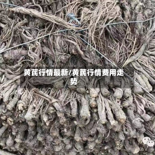 黄芪行情最新/黄芪行情费用走势