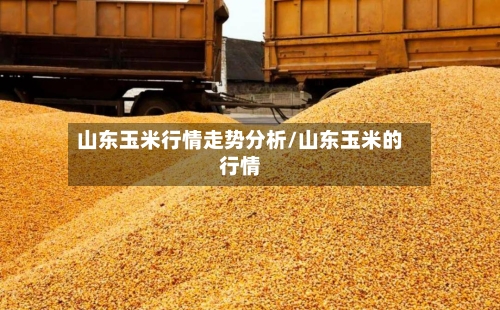 山东玉米行情走势分析/山东玉米的行情