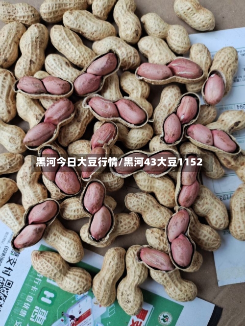 黑河今日大豆行情/黑河43大豆1152