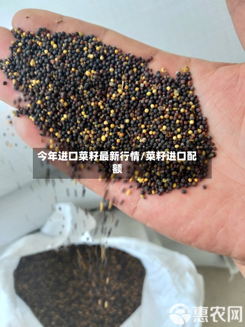 今年进口菜籽最新行情/菜籽进口配额