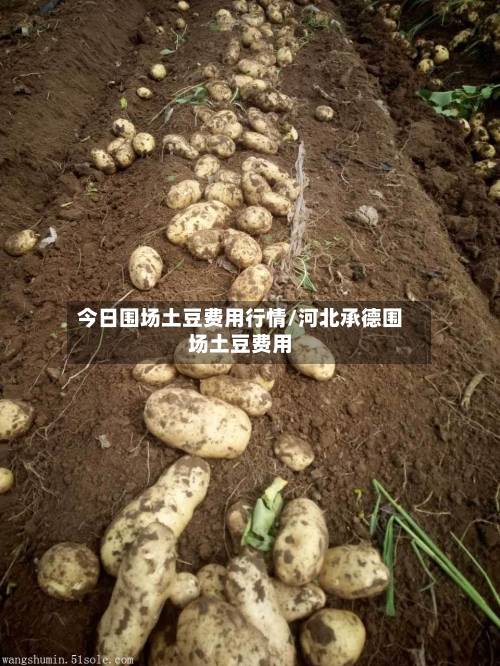 今日围场土豆费用行情/河北承德围场土豆费用-第3张图片