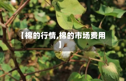 【棉的行情,棉的市场费用】-第2张图片