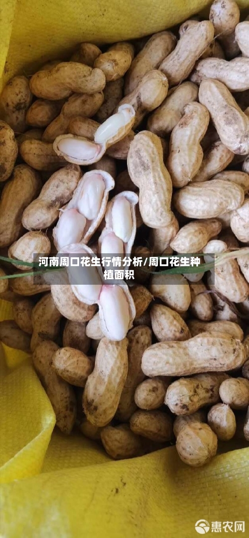 河南周口花生行情分析/周口花生种植面积