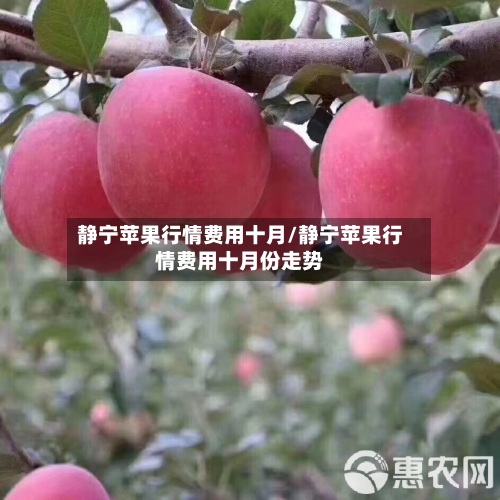 静宁苹果行情费用十月/静宁苹果行情费用十月份走势