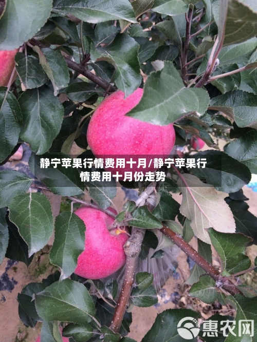 静宁苹果行情费用十月/静宁苹果行情费用十月份走势-第2张图片