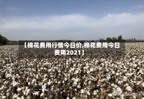 【棉花费用行情今日价,棉花费用今日费用2021】