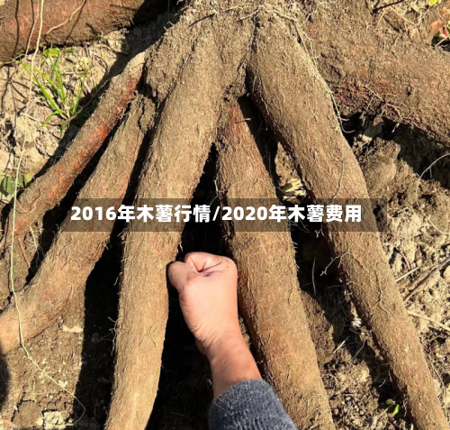 2016年木薯行情/2020年木薯费用-第2张图片