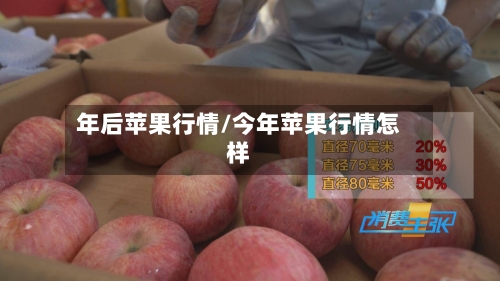 年后苹果行情/今年苹果行情怎样