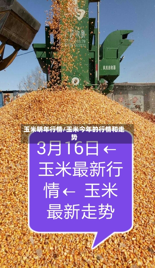 玉米明年行情/玉米今年的行情和走势