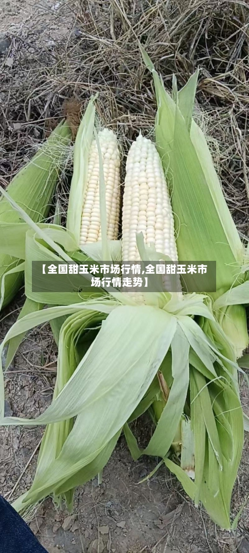【全国甜玉米市场行情,全国甜玉米市场行情走势】