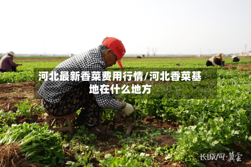 河北最新香菜费用行情/河北香菜基地在什么地方-第3张图片