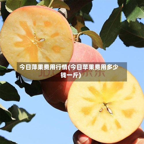 今日萍果费用行情(今日苹果费用多少钱一斤)-第3张图片