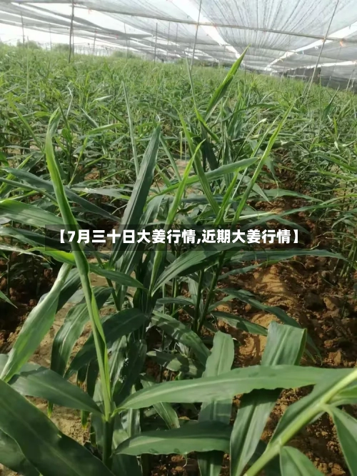 【7月三十日大姜行情,近期大姜行情】-第2张图片