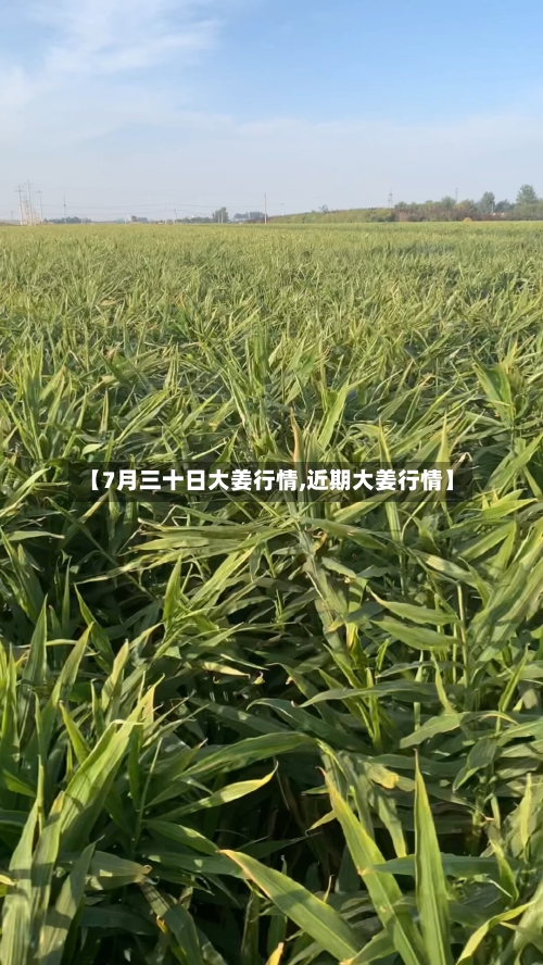 【7月三十日大姜行情,近期大姜行情】-第3张图片