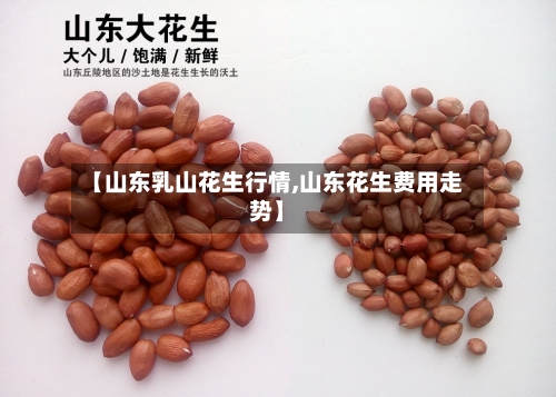 【山东乳山花生行情,山东花生费用走势】