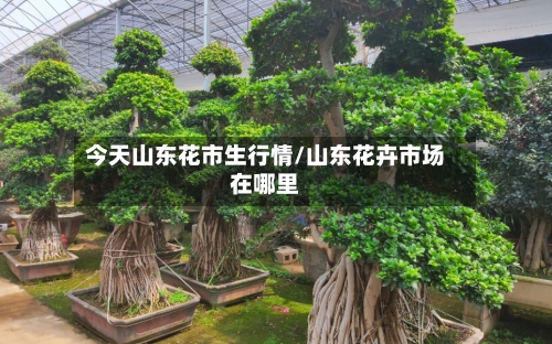 今天山东花市生行情/山东花卉市场在哪里