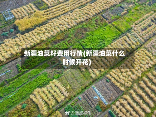 新疆油菜籽费用行情(新疆油菜什么时候开花)-第2张图片