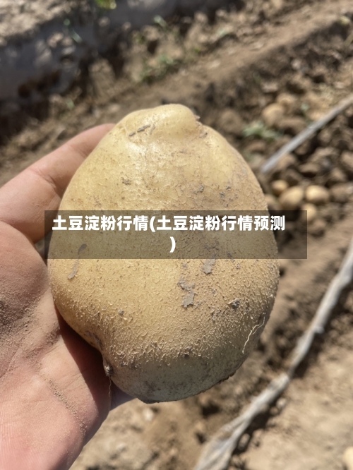 土豆淀粉行情(土豆淀粉行情预测)