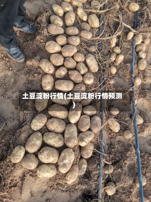 土豆淀粉行情(土豆淀粉行情预测)-第2张图片