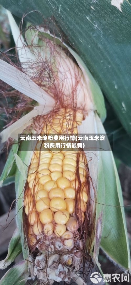 云南玉米淀粉费用行情(云南玉米淀粉费用行情最新)