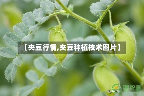 【夹豆行情,夹豆种植技术图片】-第3张图片