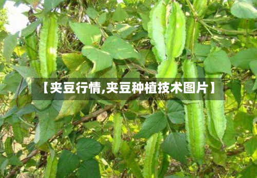 【夹豆行情,夹豆种植技术图片】