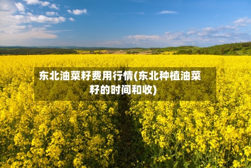 东北油菜籽费用行情(东北种植油菜籽的时间和收)