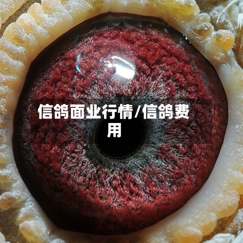 信鸽面业行情/信鸽费用