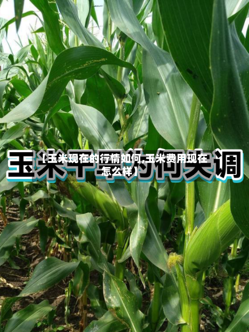 【玉米现在的行情如何,玉米费用现在怎么样】-第3张图片