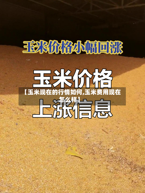 【玉米现在的行情如何,玉米费用现在怎么样】-第2张图片