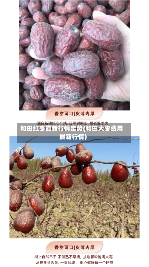和田红枣最新行情走势(和田大枣费用最新行情)