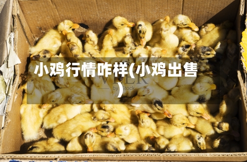小鸡行情咋样(小鸡出售)
