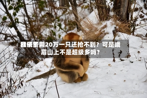 猴子费用涨疯了	，20万一只还抢不到？可是峨眉山上不是超级多吗？-第1张图片