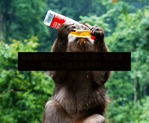 猴子费用涨疯了，20万一只还抢不到？可是峨眉山上不是超级多吗？-第3张图片