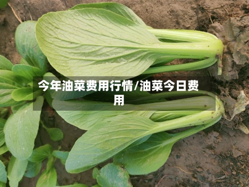 今年油菜费用行情/油菜今日费用