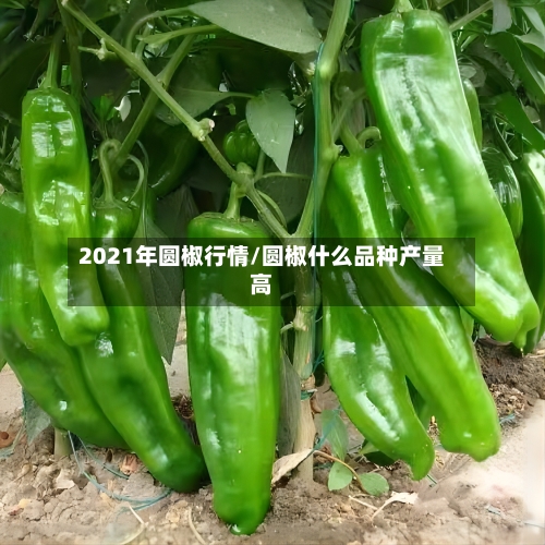 2021年圆椒行情/圆椒什么品种产量高