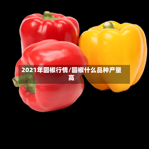 2021年圆椒行情/圆椒什么品种产量高-第2张图片