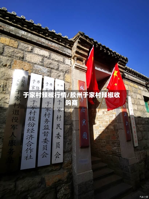于家村辣椒行情/胶州于家村辣椒收购商-第2张图片