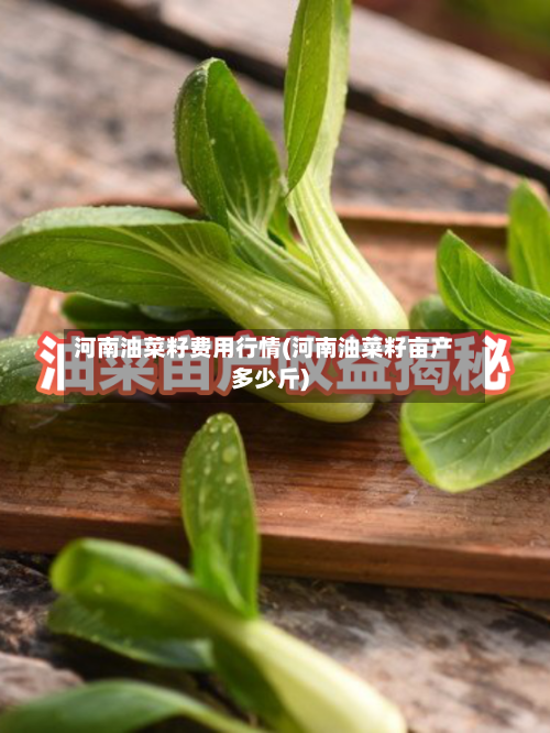 河南油菜籽费用行情(河南油菜籽亩产多少斤)