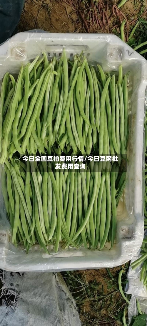 今日全国豆拍费用行情/今日豆网批发费用查询-第2张图片